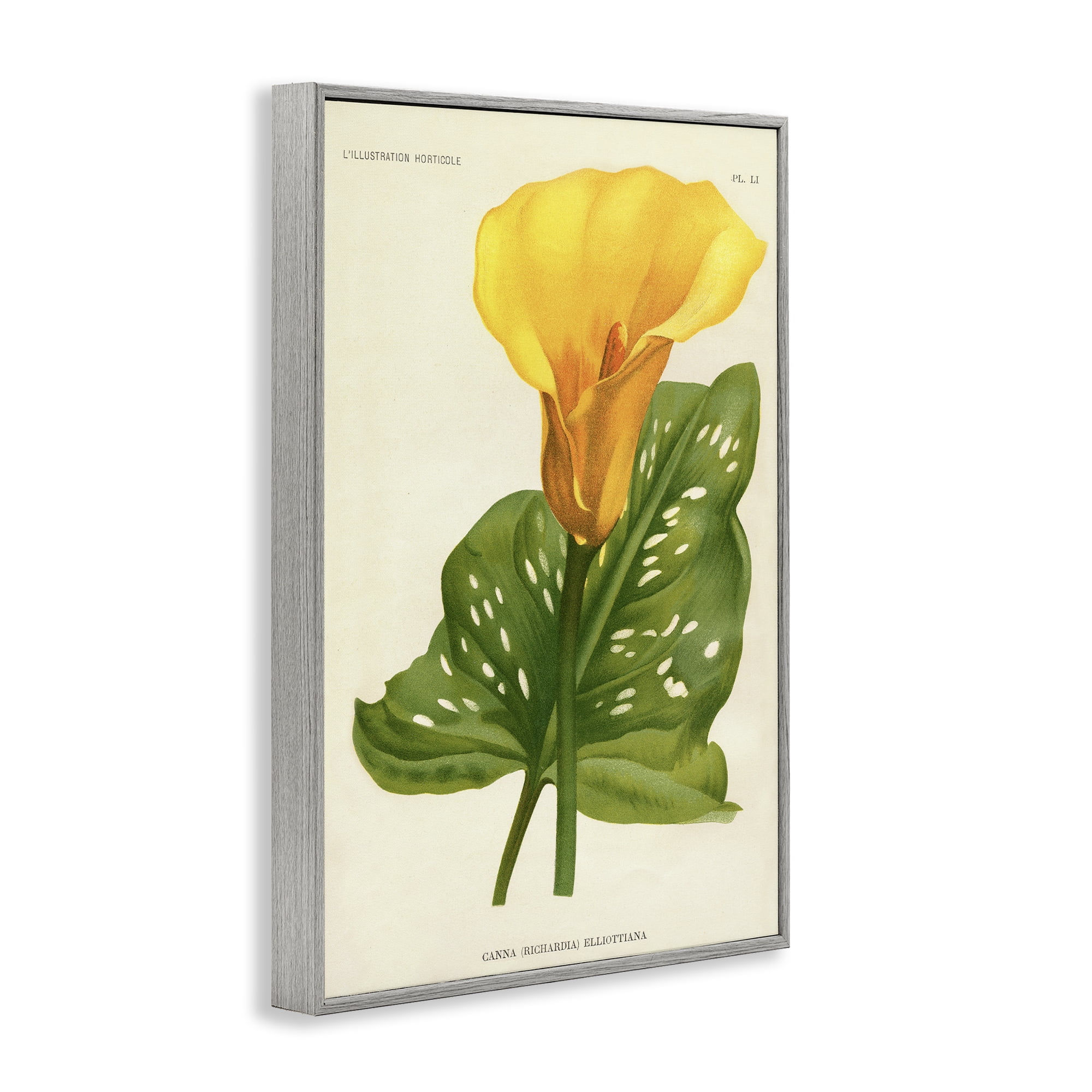 Stupell Industries Yellow Canna Lily Gray Framed Giclee Art, design by Print Collection