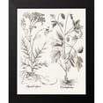 thumbnail image 2 of Besler, Basilius 12x14 Black Modern Framed Museum Art Print Titled - Sepia Besler Botanicals VIII, 2 of 5