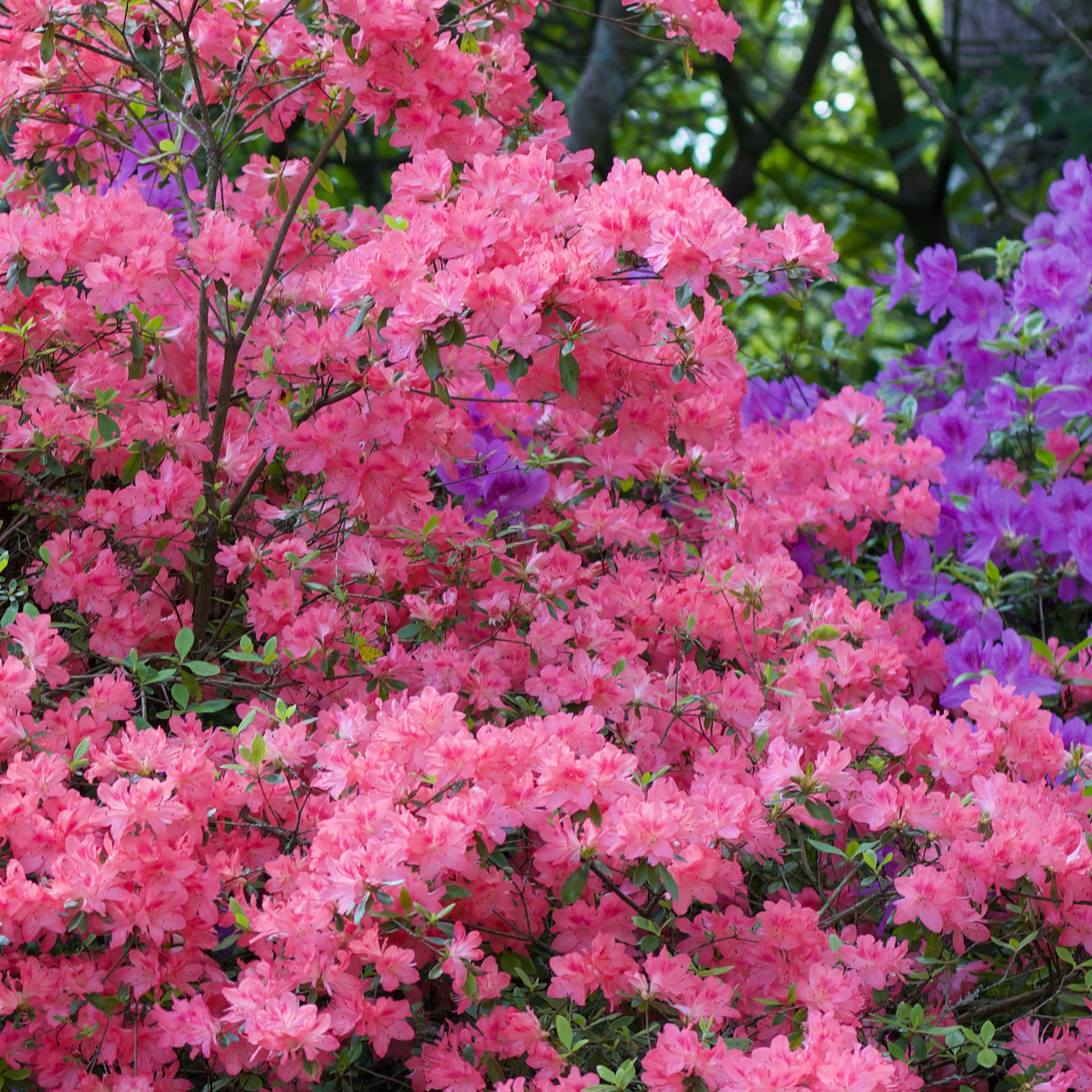 3 gal. Azalea Chinzan Flowering Shrub with Pink Blooms