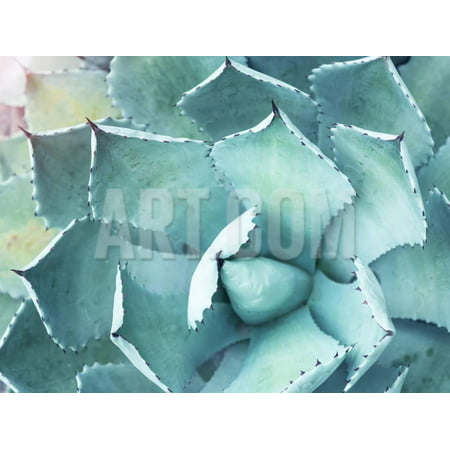 Sharp Pointed Agave Plant Leaves Print Wall Art By