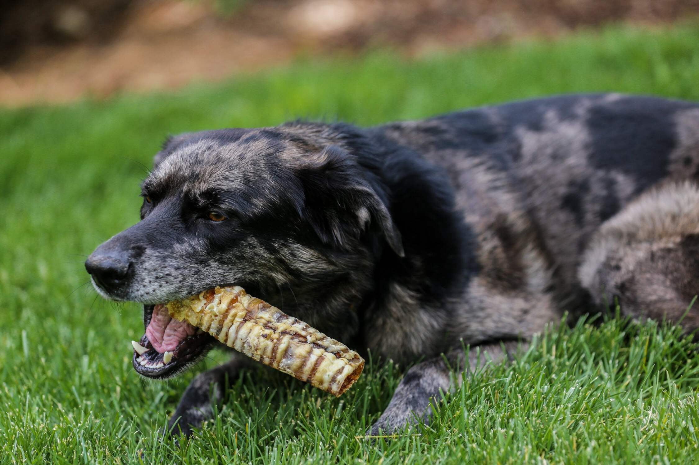 6 Beef Trachea Dog Treats, 10 count