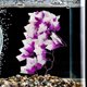 thumbnail image 5 of Plantas artificiales para reptiles, plantas de plástico realistas, hojas colgantes, decoración con ventosa para reptiles, terrario, pecera, 5 of 6
