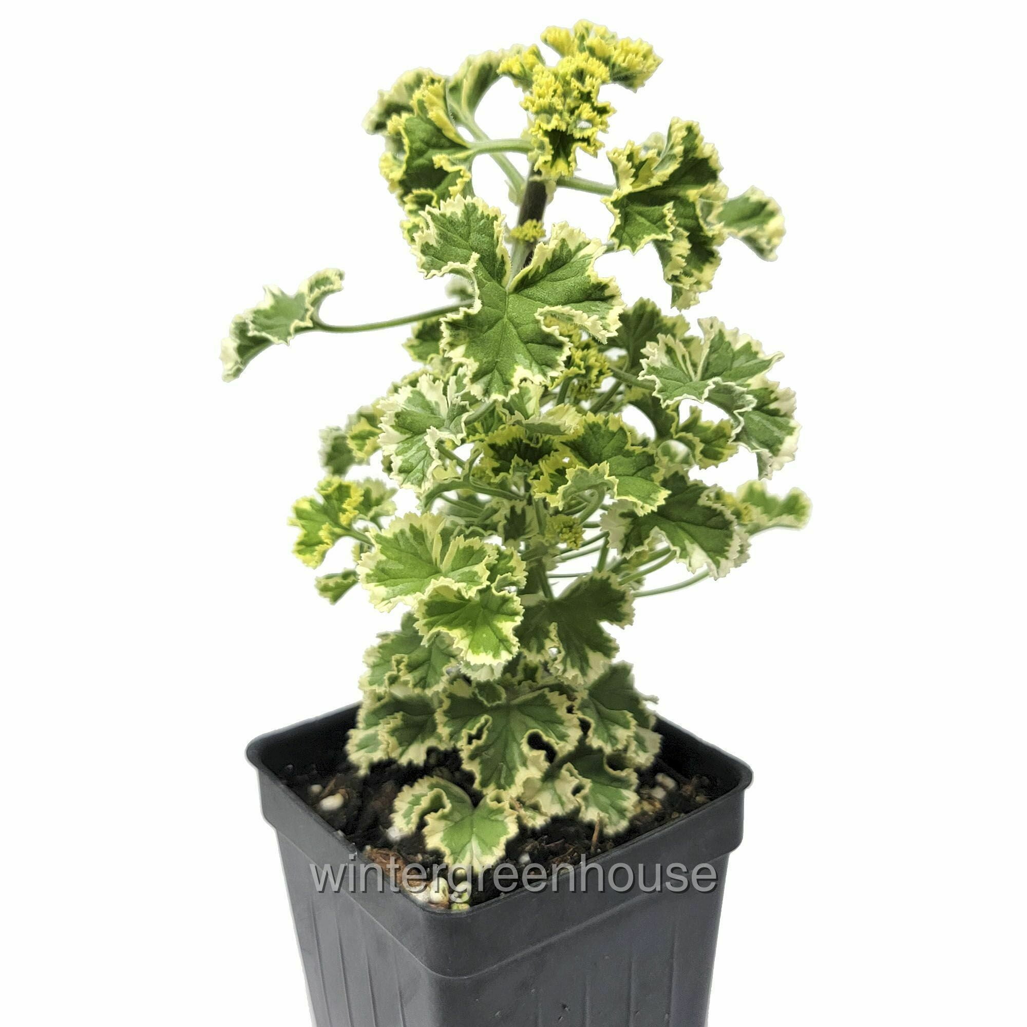 Pelargonium Geranium Prince Rupert Variegated, Scented Geranium Pot