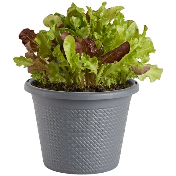 Bonnie Plants Gourmet Salad Mix 8 in., Live Plant