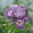 thumbnail image 2 of Heirloom Roses - Blue For You Floribunda Rose Bush - Purple Rose Bushes, 2 of 5