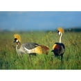 thumbnail image 3 of Fitzharris, Tim 14x11 Black Modern Framed Museum Art Print Titled - Crowned Cranes-Kenya, 3 of 5