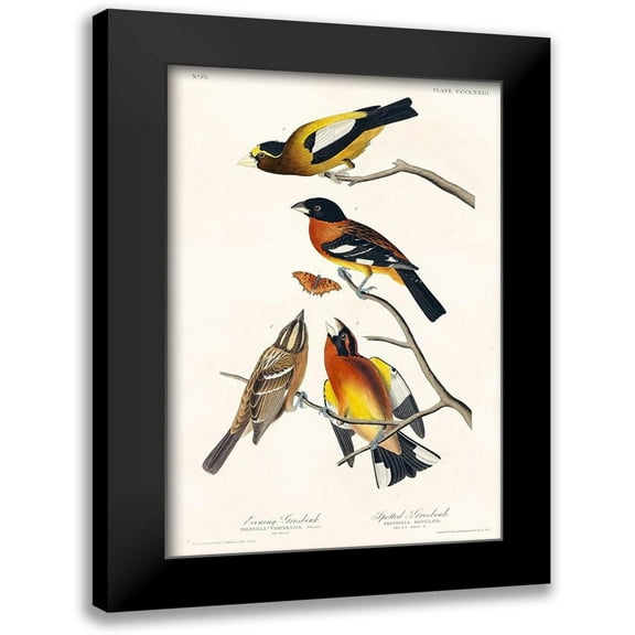 Audubon, John James 10x14 Black Modern Framed Museum Art Print Titled - Evening Grosbeak and Spotted Grosbeak