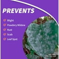 thumbnail image 6 of Bonide 148 16 oz Bottle of Infuse Systemic Plant Disease Control Concentrate, 6 of 8
