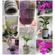 thumbnail image 1 of Root Control Orchid Flower Mesh Pot Contenedor transparente transpirable (10 cm) Likrtyny Libre de BPA, 1 of 3