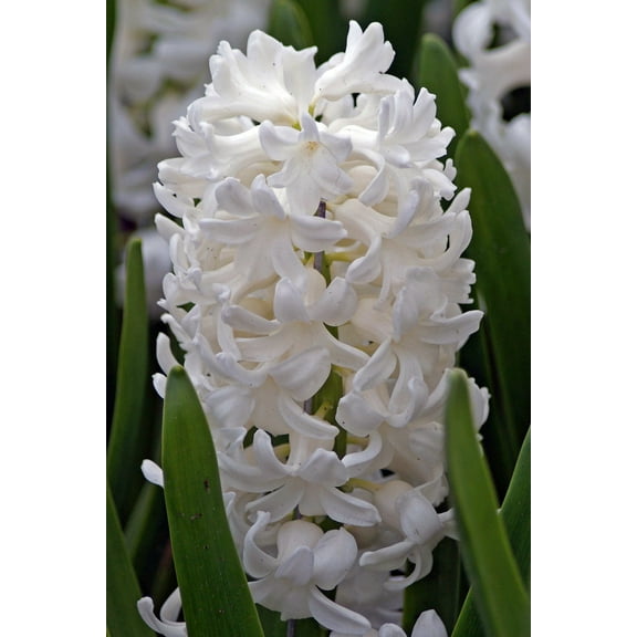 Aiolos Hyacinth 4 Bulbs - Pure White - Fragrant - 15/16 cm Bulbs