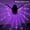 Purple, variant on Kids LED Lights Belly Dance Butterfly Capes Performance Wings Props Glow In The Dark Light Up Dance Wings With/Without Telescopic Sticks