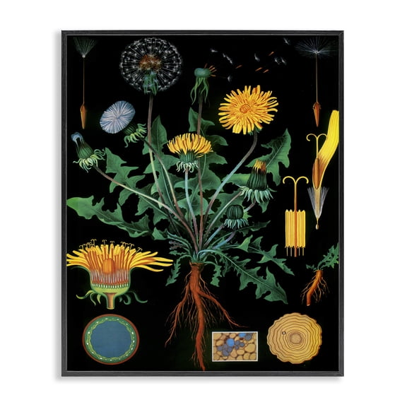 Stupell Industries Shabby Chic Dandelion Botanical Illustration Black Framed Giclee Art, 11 x 14, by Vintage Hustle