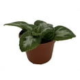 thumbnail image 2 of JV Thunderbolt Asian Violet - Primulina - House Plant - 2.5" Pot, 2 of 2