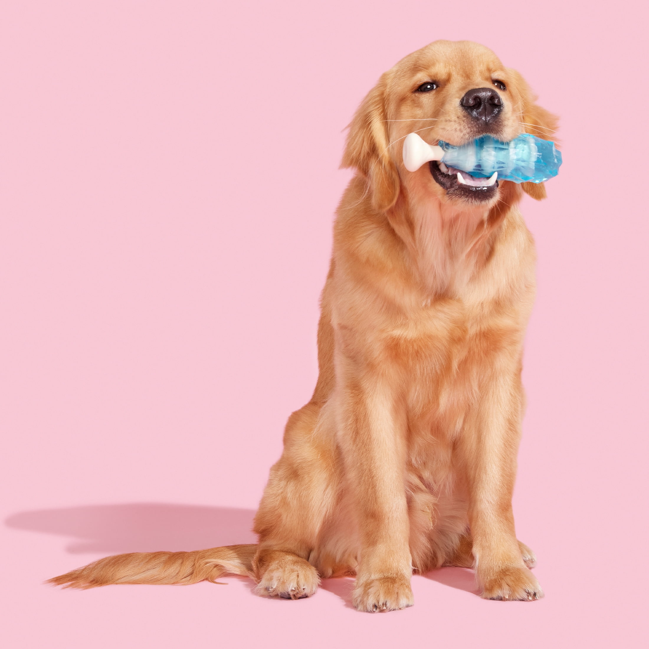 BARK Dandy Blue Rock Candy, Chew Dog Toys, for All Dog Sizes