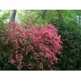 thumbnail image 4 of Azalea Duc De Rohan Plants  3 Live Seedlings  Rhododendron Duc De Rohan  Perfect for Colorful Hardy Gardens  Vibrant Salmon-Pink Colored Blooms, 4 of 7