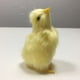 thumbnail image 2 of Simulación Lindo Peluche Pollito Juguete Pascua Realista Peludo Pollo Educación Temprana Tmvgtek libre de BPA, 2 of 9
