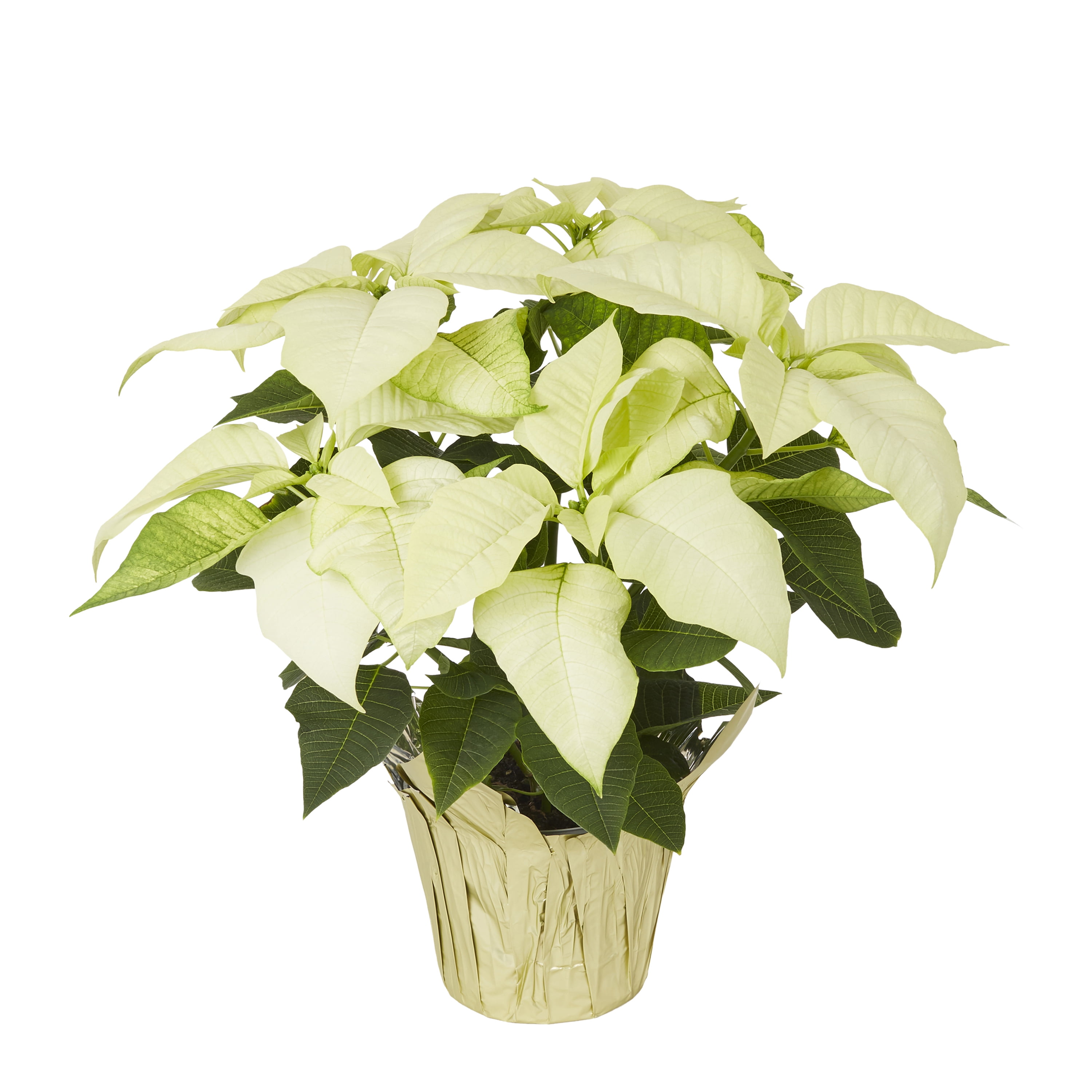Expert Gardener - 6in White Poinsettia - Live Plants
