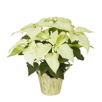 Expert Gardener - 6in White Poinsettia - Live s