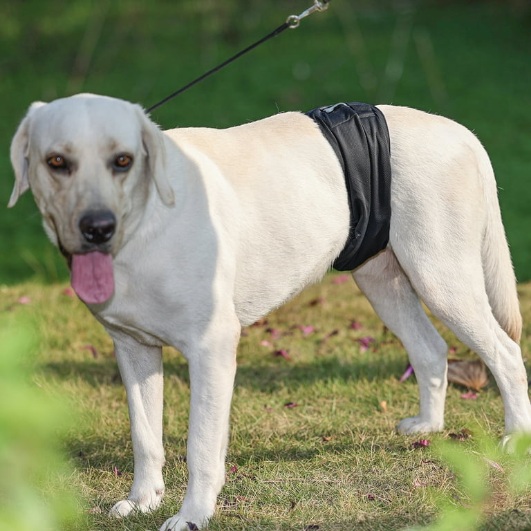 Belly wrap top dog leash