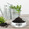 Veggie Tray Plant Plants Nursery Seeds Starting Trays Germination Kit