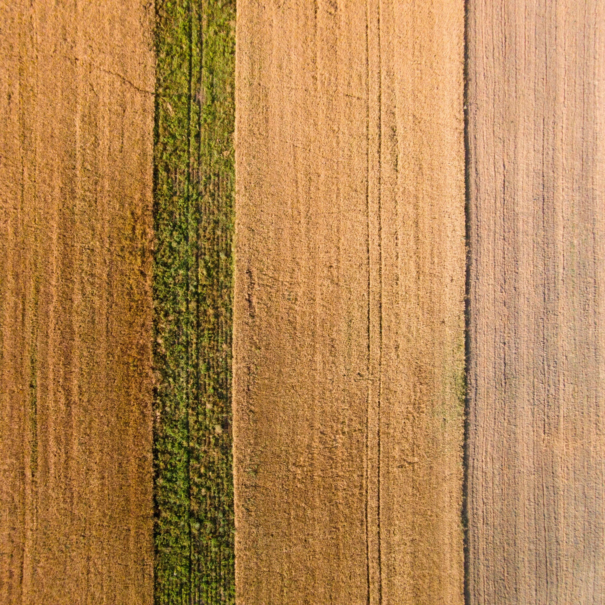 Marmont Hill "Seeded Land" by Karolis Janulis Painting Print on Wrapped Canvas