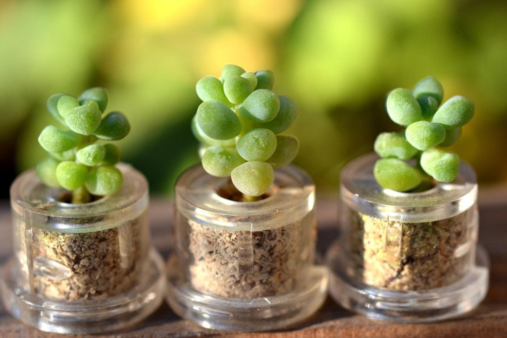 picture Donkey Tail Succulent Baby baby donkey tail succulent live plant neckace succulent terrarium gift