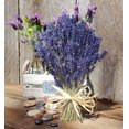 thumbnail image 3 of GSDWIUEW Seeds Herb English Lavender Perennial, 3 of 8