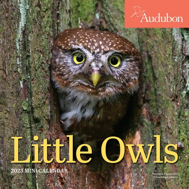 Owl Calendar 2023 Audubon Little Owls Mini Wall Calendar 2023 (Calendar) - Walmart.com