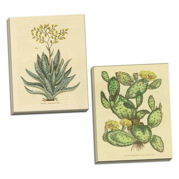 Gango Home Decor Vintage Herbal Botanical XXIX & Herbal Botanical XXXI by Wild Apple Portfolio (Ready to Hang); Two 16x20in Hand-Stretched Canvases