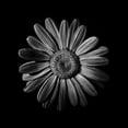 thumbnail image 2 of Carson, Brian 12x12 Gold Ornate Wood Framed with Double Matting Museum Art Print Titled - Black And White Daisy II, 2 of 4
