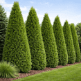 thumbnail image 2 of Direct Gardening Emerald Green Arborvitae Tree Live Evergreen Shrub, Grown in a 3-Gallon Pot, 3 Pack, 2 of 6