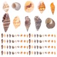 thumbnail image 1 of FELTECHELECTR 1 caja de conchas marinas decorativas en miniatura, conchas marinas naturales, manualidades DIY, decoraciones de conchas marinas en miniatura, 1 of 5