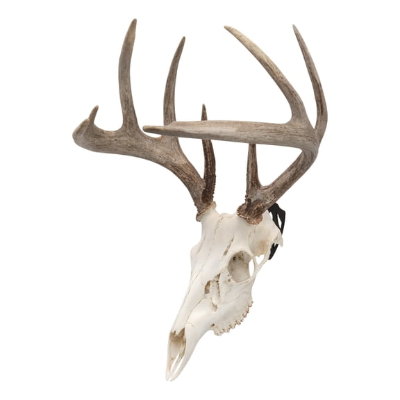 Allen Company Ez Mount European Deer Skull Wall Display - Skull Peg Hooks 3-Pack - For Whitetail & Mule Deer - Easy Install - Durable Steel Construction - Black