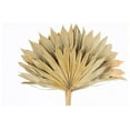 thumbnail image 4 of HeSLehs Decorative Dried Palm Spears l Dried Palm Leaves l Natural Palm Fan l Dried Flowers Arrangement for Home Decor (16-19in Tall, 4-5 Branches per Bunch) (Natural 10'' Wide), 4 of 5