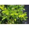 thumbnail image 6 of Needlepoint Chinese Holly - Ilex Cornuta - 20 Live Plants - Low Maintenance Screening Evergreen, 6 of 8