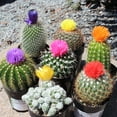 thumbnail image 4 of Element by Altman Plants Easy Decor Cactus Pack (3 + 1 Free Plant) | 2.5 in. Pots | Full Sun, 4 of 6