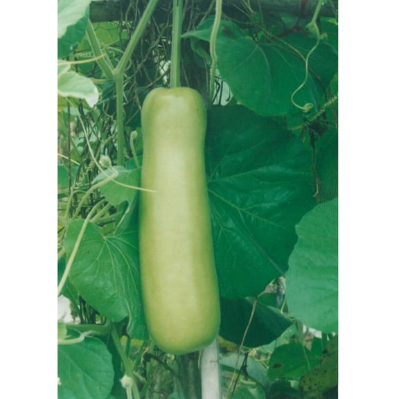 Gourd Seeds - Nam Tao Yao - 3 g Packet ~15 Seeds - Non-GMO, Heirloom - Asian Garden Vegetable