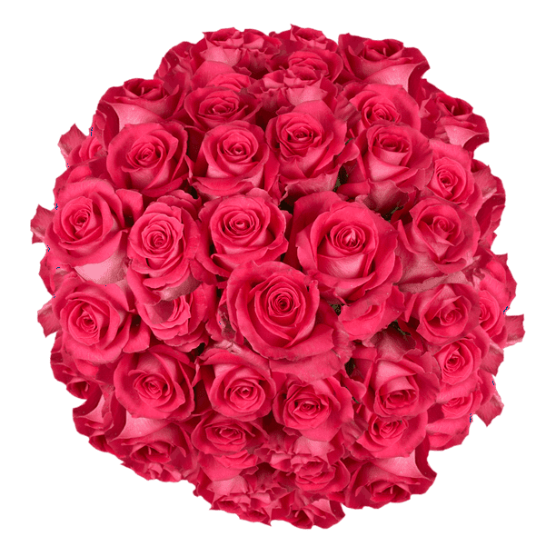 Globalrose 100 Fresh Cut Bright Pink Roses Large Bloom Fresh Cut Bright Pink Roses