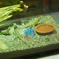 thumbnail image 1 of COMPUKAS 2Ud Adorno Para Terrarios Reptiles Con Falsas De Colores Variados, 1 of 6