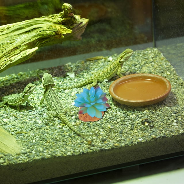 COMPUKAS 2Ud Adorno Para Terrarios Reptiles Con Falsas De Colores Variados