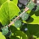 thumbnail image 4 of 200 Piezas Clips de Orquídeas Clips de Soporte para Plantas, Clip de Plástico Seguro para Plantas Clips de Fijación para Plantas de Tomate de Jardín Tallos de Soporte de Vid, 4 of 5