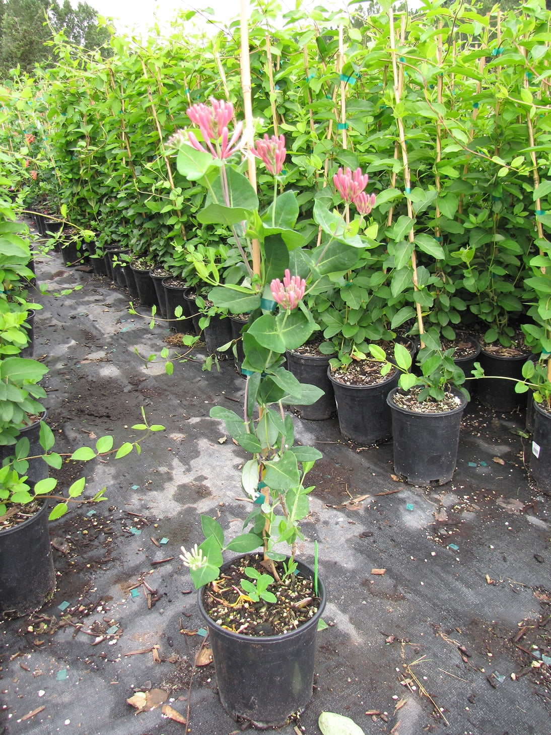 Expert Gardener 2.5QT Honeysuckle Goldflame Live Shrubs Full Sun Yellow