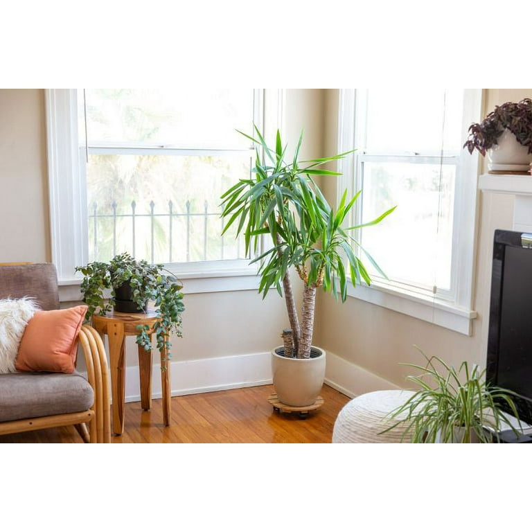 Palm Tree Potting Mix - The Ultimate Soil for Strong and Healthy Palms   - Top Choice for Palm Tree Growers  [5 QUART BAG] - Walmart.com