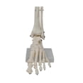 thumbnail image 1 of Foot Joint Model, Human Anatomy Model, Life Size, Foot Anatomy Model, 1 of 5