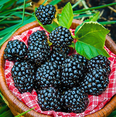 thumbnail image 3 of Set 2 Arapaho Thornless BlackBerry Plants Live for Planting, Blackberries Plants Fruit Bushes Outdoor Garden 4 to 6 Inch Tall, 3 of 6