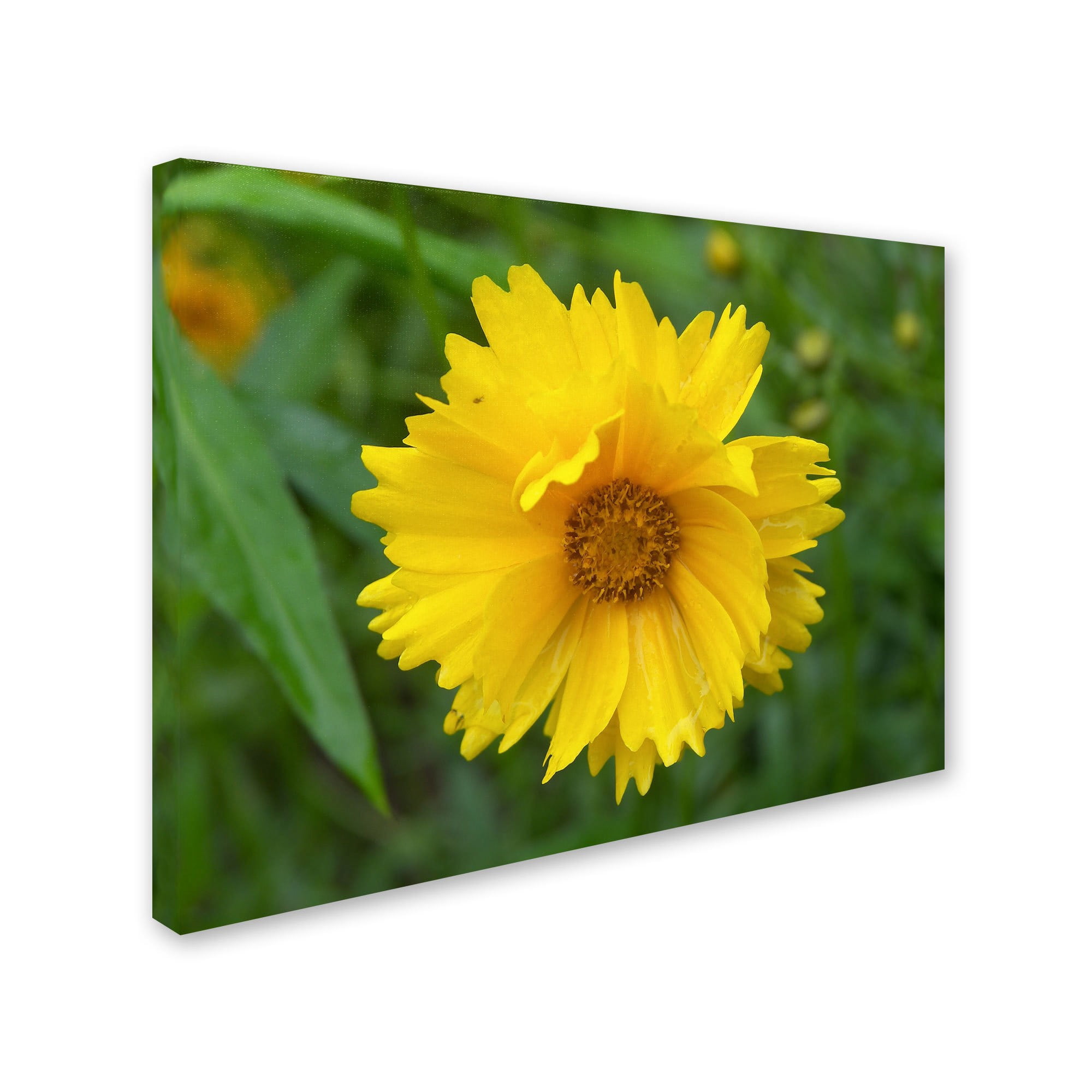Trademark Fine Art "Purity" Canvas Art by Monica Fleet