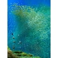 thumbnail image 2 of Fitzharris, Tim 15x18 Black Ornate Wood Framed with Double Matting Museum Art Print Titled - Sardines-Panagsama reef-Philippines, 2 of 4