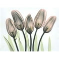 thumbnail image 2 of Koetsier, Albert 24x19 White Modern Wood Framed Museum Art Print Titled - Tulips 2, 2 of 4
