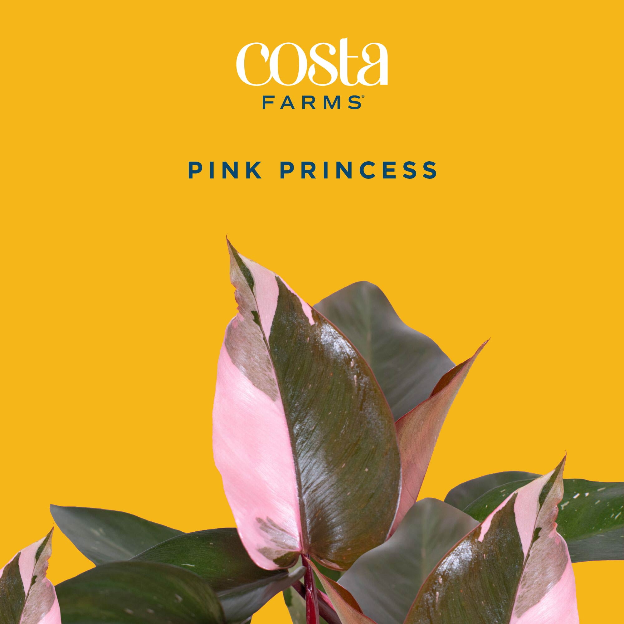 Costa Farms 10" Pink Princess Philodendron Live House Plants in 5" Self-Watering Planter