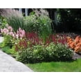 thumbnail image 5 of Classy Groundcovers, Astilbe X arendsii 'Fanal' , Astilbe japonica 'Fanal', Astilbe x japonica 'Fanal' (10 Bare Root plants), 5 of 10